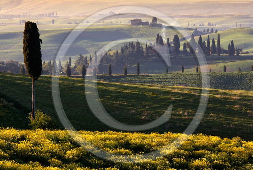 2006 - Landscapes of farm and cipress with yellow Colsa flower on early morning in spring, near Pienza village, 22 miles south province of Siena.