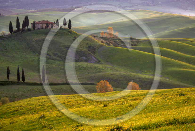 2006 - Landscapes of farm and cipress with yellow Colsa flower on early morning in spring, near Pienza village, 22 miles south province of Siena.