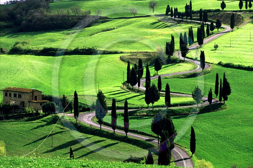 1999 - Landscapes of farm and cipress line on early morning in spring, near Monticchiello village, Orcia valley, 25 miles south the province of Siena.