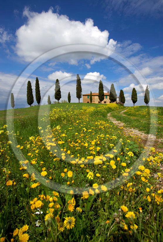 2006 - Landscapes of farm and cipress with yellow Daisy flower and clouds on late afternoon in spring, near Pienza village, 22 miles south province of Siena.