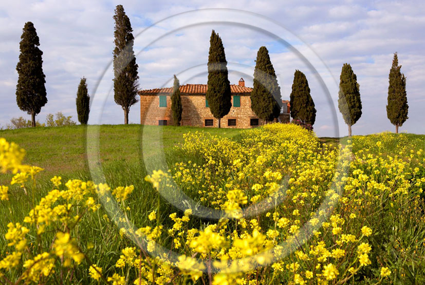 2006 - Landscapes of farm and cipress with yellow Colsa flower on late afternoon in spring, near Pienza village, 22 miles south province of Siena.