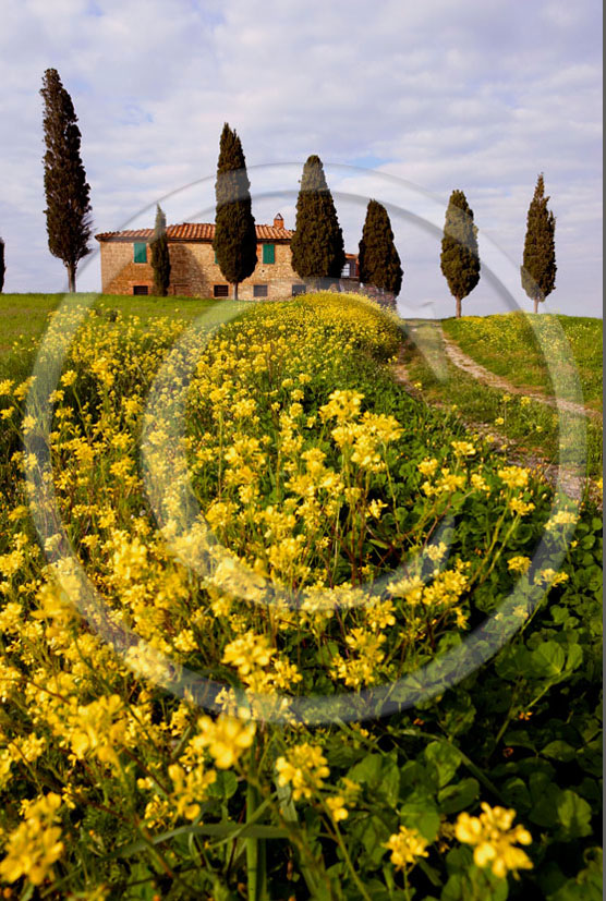 2006 - Landscapes of farm and cipress with yellow Colsa flower on late afternoon in spring, near Pienza village, 22 miles south province of Siena.