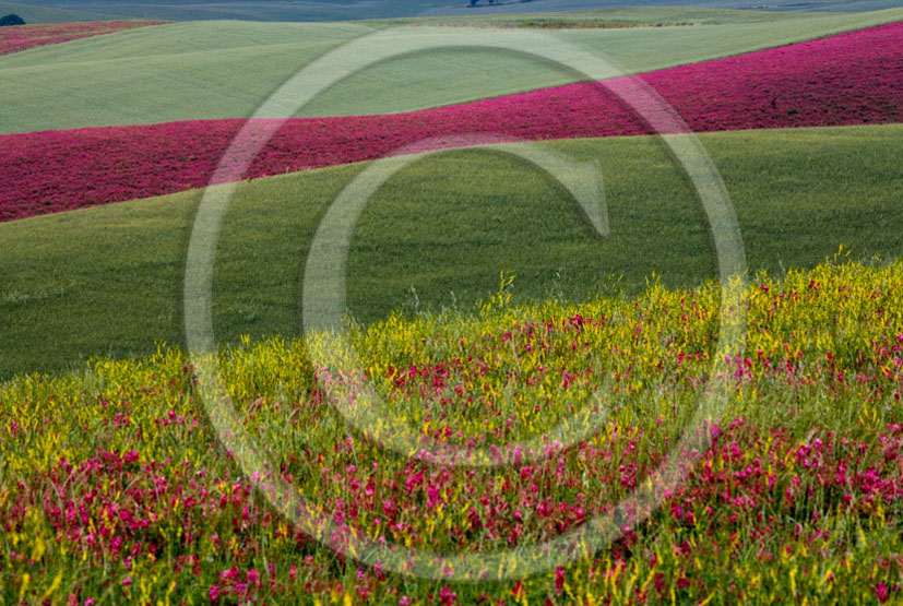 2006 - Landscapes of field of green bead, pink Sulla and yellow Colsa flower in spring, Orciatico place, 15 miles south the province of Leghorn.