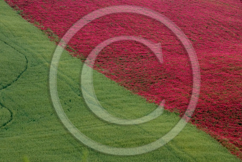 2006 - Landscapes of field of green bead and pink Sulla flower in spring, Orciatico place, 15 miles south the province of Leghorn.