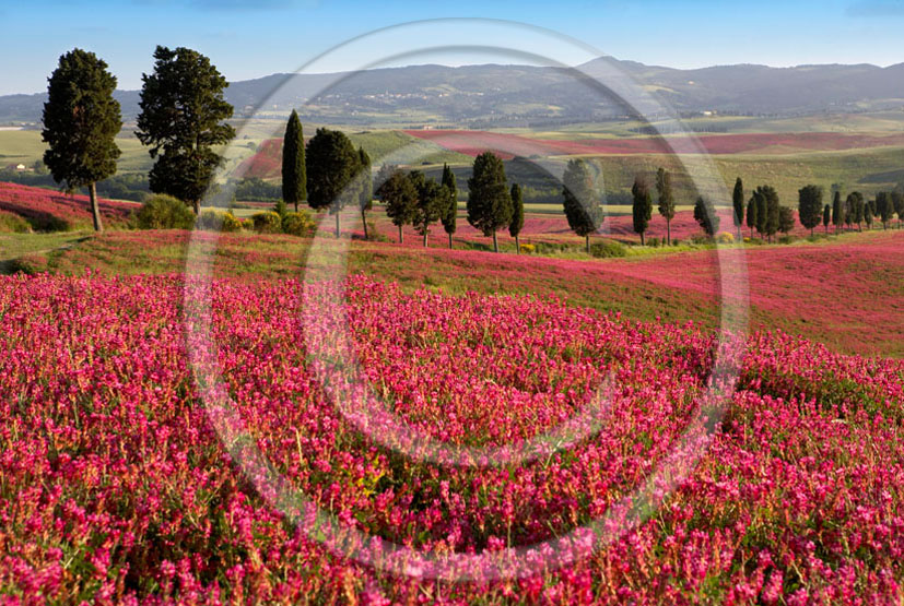 2006 - Landscapes of cipress and pink Sulla flower in spring, Orciatico place, 15 miles south the province of Leghorn.