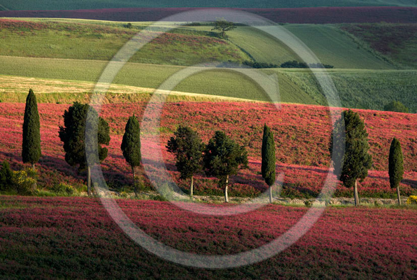 2006 - Landscapes of cipress and pink Sulla flower in spring, Orciatico place, 15 miles south the province of Leghorn.