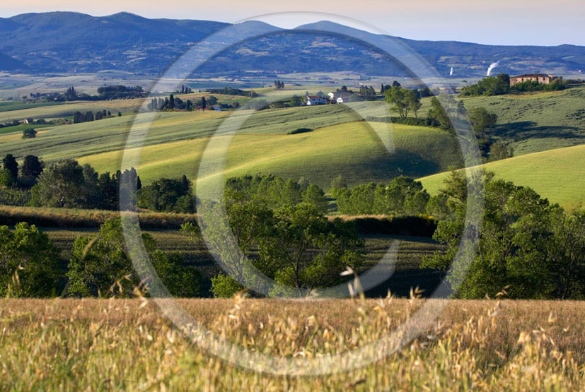 2006 - Landscapes of field of bead in spring, Orciatico place, 15 miles south the province of Leghorn.