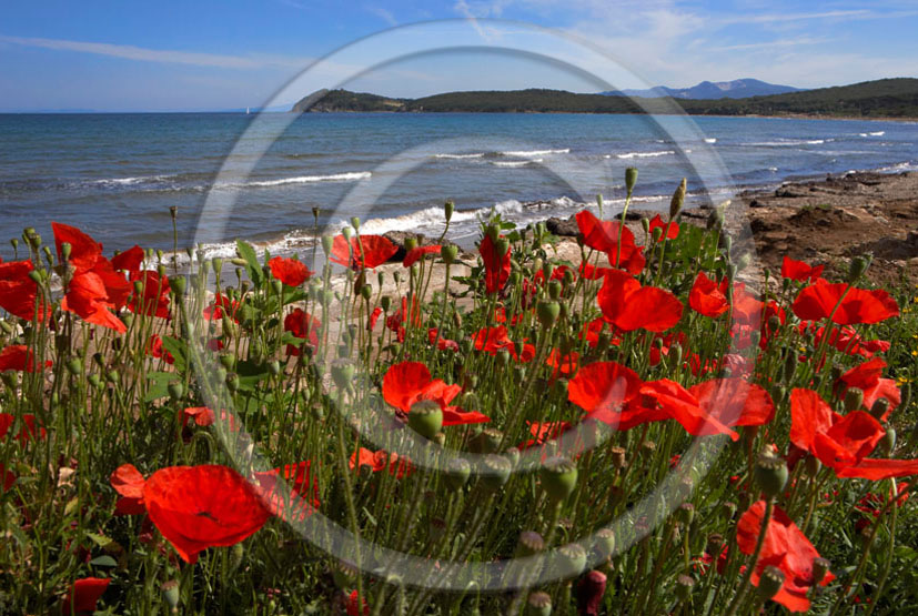 2006 - Landscapes of red poppies and Tirreno sea in summer, Baratti gulf, Etrurian coast, 30 miles south the province of Leghorn.