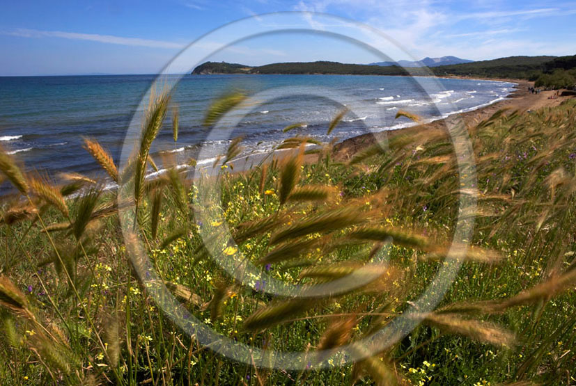 2006 - Landscapes of ears of bead and Tirreno sea in summer, Baratti gulf, Etrurian coast, 30 miles south the province of Leghorn.