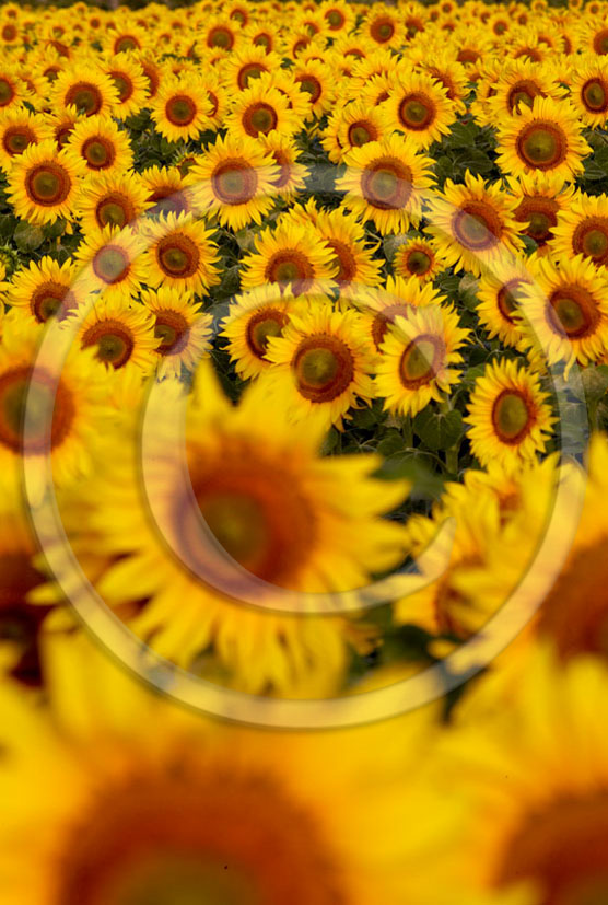 2006 - Landscapes of yellow sunflower on sunrise in summer, near Castiglione Pescaia, Maremma land, 12 miles east the province of Grosseto.