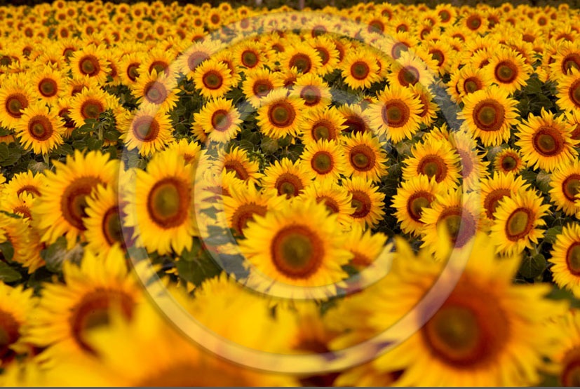 2006 - Landscapes of yellow sunflower on sunrise in summer, near Castiglione Pescaia, Maremma land, 12 miles east the province of Grosseto.