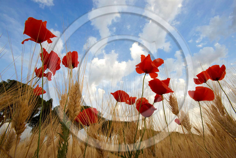 2006 - Landscapes of red poppies on sunrise in summer, near Castiglione Pescaia, Maremma land, 12 miles east the province of Grosseto.