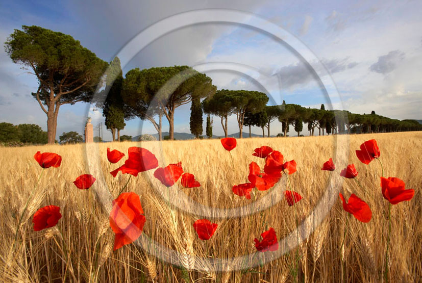 2006 - Landscapes of cipress in field of bead with red poppies on sunrise in summer, near Castiglione Pescaia, Maremma land, 12 miles east the province of Grosseto.