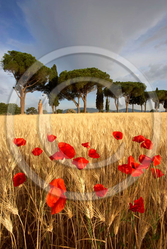 2006 - Landscapes of cipress in field of bead with red poppies on sunrise in summer, near Castiglione Pescaia, Maremma land, 12 miles east the province of Grosseto.