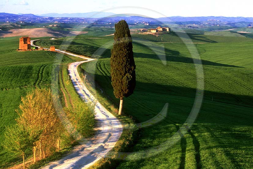 2000 - Landscapes of cipress and field of bead in spring, near Ville di Corsano village, Arbia valley, 4 miles east the province of Siena.