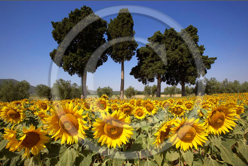 2006 - Landscapes of cipress yellow sunflower on sunrise in summer, Alberese natural park, Maremma land, 20 miles south the province of Grosseto.