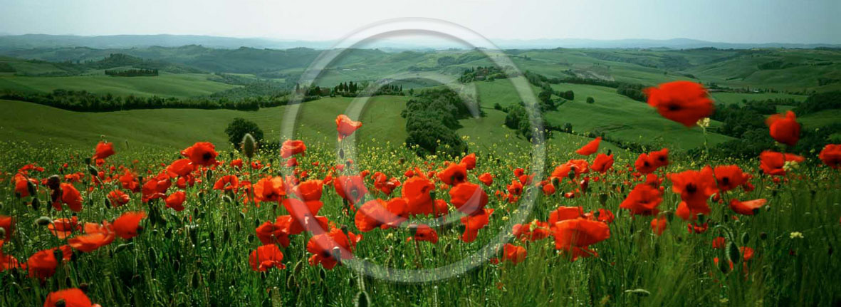 2000 - Panoramic view of red poppies in Orcia valley.