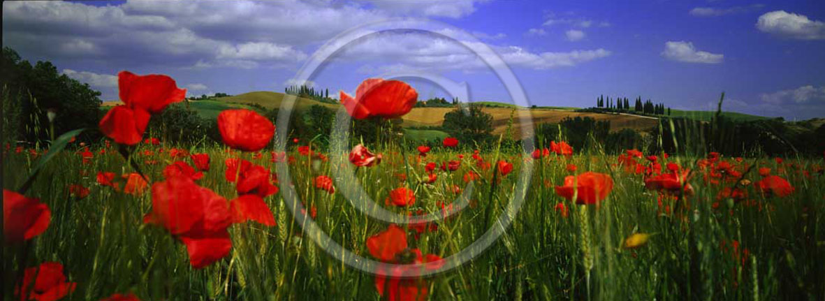 2001 - Panoramic view of red poppies in spring in Orcia valley.