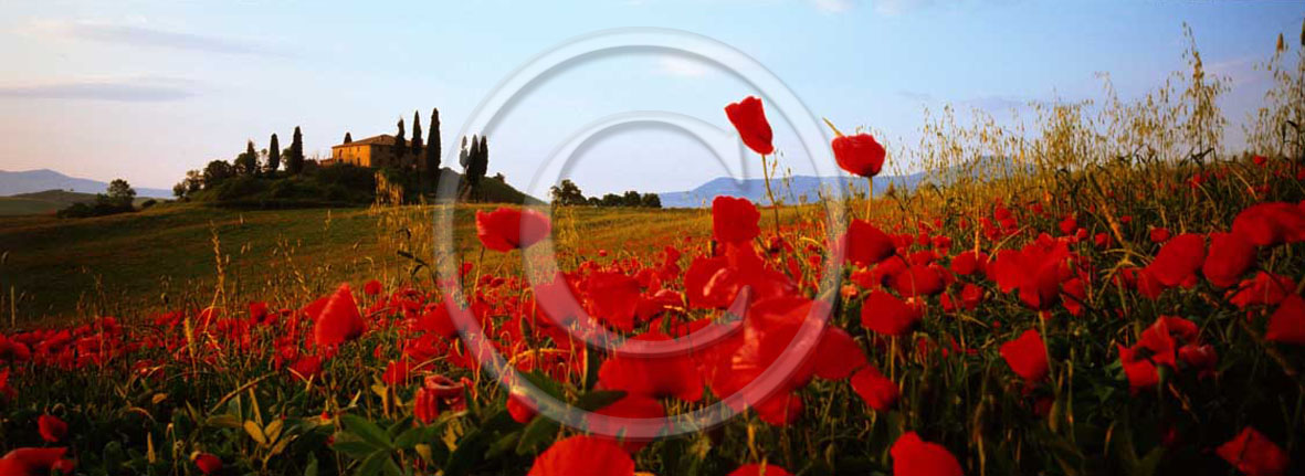 2001 - Panoramic view of farm, cipress and red poppies in spring, near S.Quirico village, Orcia valley, 21 miles south the province of Siena.