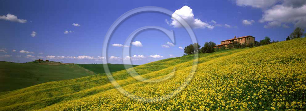 2001 - Panoramic view of farm and yellow colsa flower in spring, near Montisi village, Crete Senesi land, 23 miles south the province of Siena.