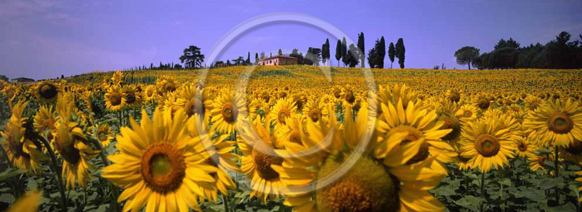 2005 - Panoramic view of farm, cipress and yellow sunflower in summer, S.Pietro Belvedere place, Era valley, 20 miles est the province of Pisa.