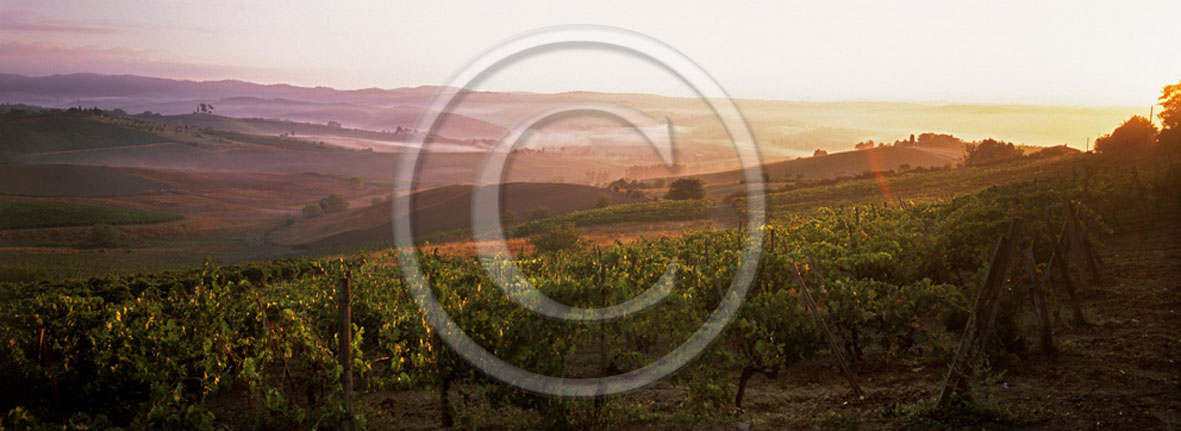 2001 - Panoramic view of vineyards on sunrise in summer, near S.Quirico village, Orcia valley, 21 miles south the province of Siena.