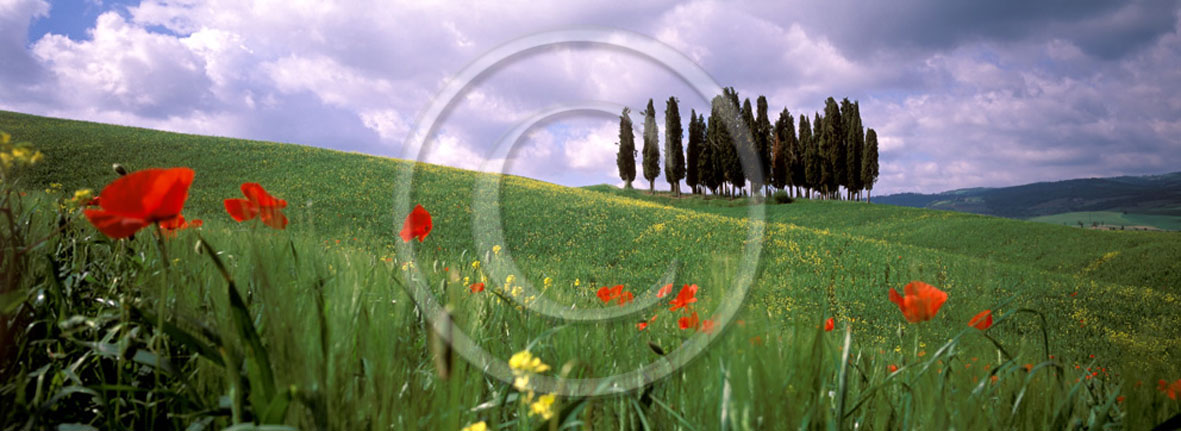 2005 - Panoramic of cipress and red poppies in field bead in spring, near S.Quirico village, Orcia valley, 21 miles south province of Siena.