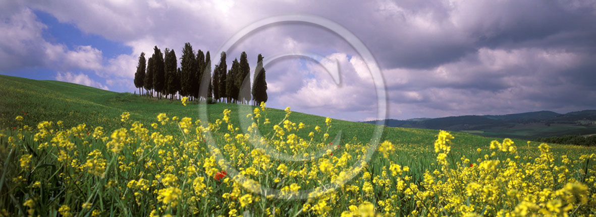 2005 - Panoramic of cipress and yelow Colsa flower in field bead in spring, near S.Quirico village, Orcia valley, 21 miles south province of Siena.