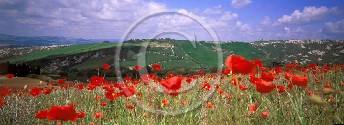 2005 - Panoramic of red poppies in spring, near Foce village, Orcia valley, 31 miles south province of Siena.