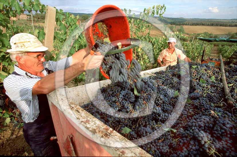 2000 - Grape harvest for red wind in Chanti land.