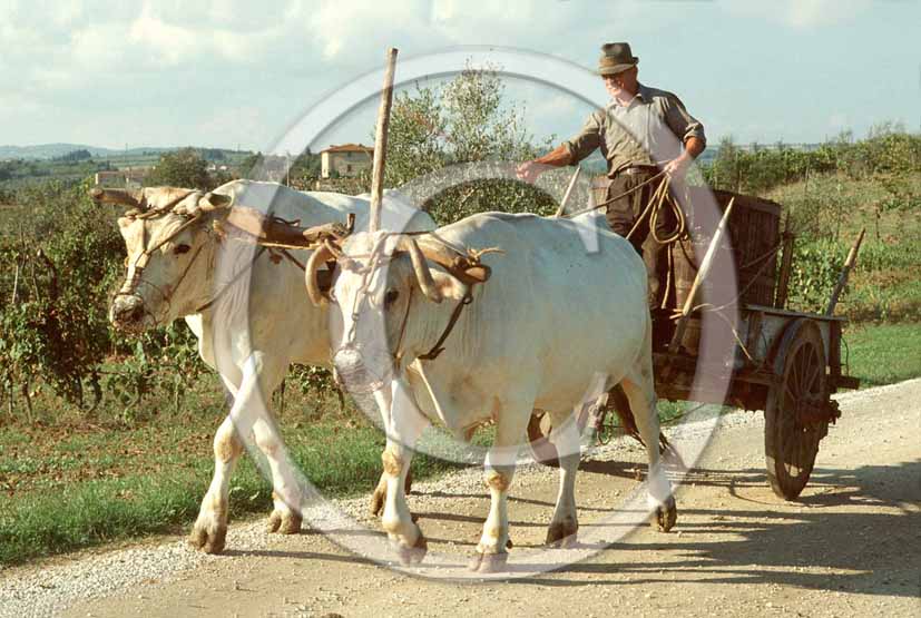 1989 - Old carriage with white oxies utilized to collect the grape harvest in Chianti land.