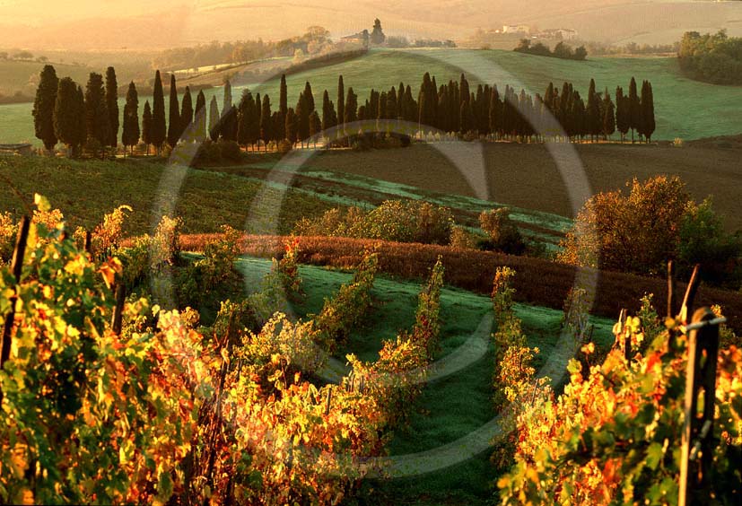 2001 - Landscapes of vineyards and cipress on sunrise in autumn, near Lillaino place, Chianti land, 12 miles north the province of Siena.