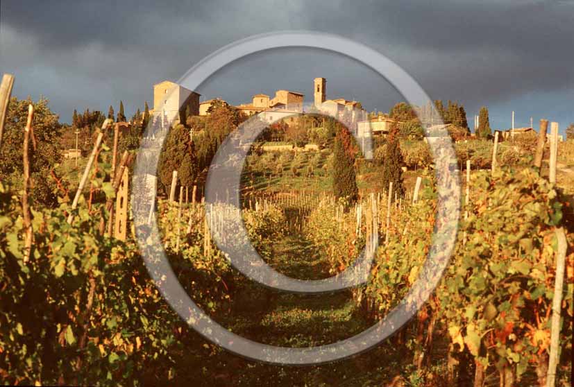 1989 - View of vineyards in autumn on sunset, a bit before thunderstorm, Volpaia village, Chanti land, 20 miles south-est the province of Florence.