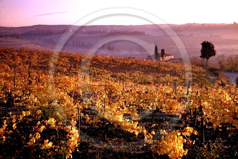 1997 - Landcaspes of vineyards and farm on sunrise in autumn, near Quercegrossa village, Chianti land, 10 miles north the province of Siena.