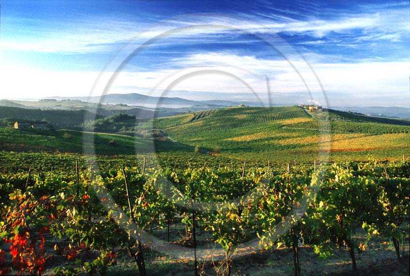 1985 - Landscapes of vineyards on early morning in autumn, near Poggibonsi village, Chianti land, 25 miles south the province of Florence.