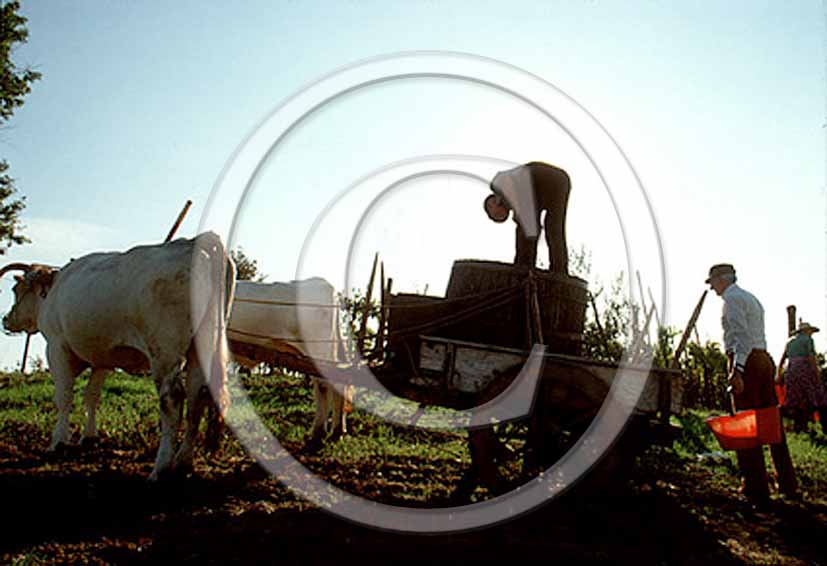 1990 - Farmer works to collect red grape harvest into old carriage.