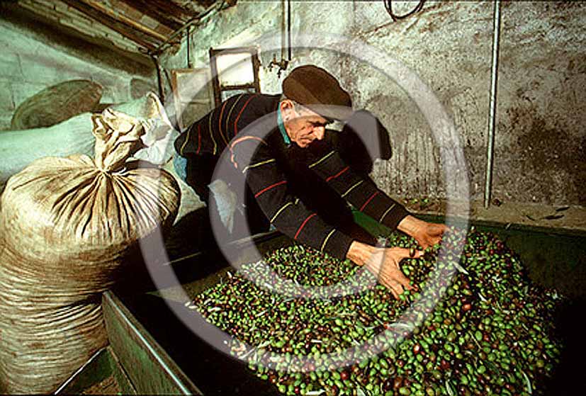 1992 - Farmer works at a rotary cruscher after the oil harvest.