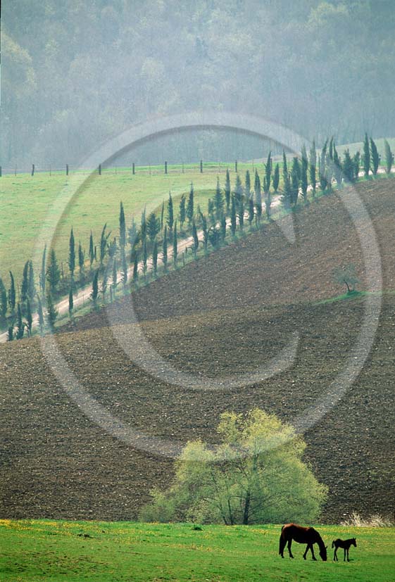 1986 - Landscapes of cipress and horses in country, near Ville di Corsano place, Arbia valley, 16 miles east the province of Siena.