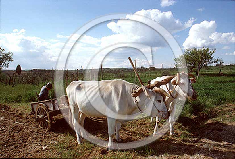 1986 - Farmes at work with old carriage.