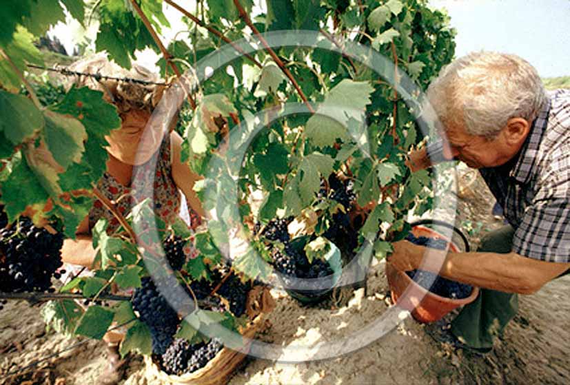 1990 - Farmers collects red graps during vintage in Chianti land.