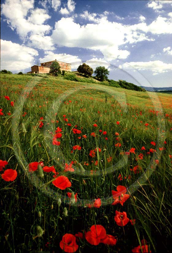 1984 - Landscapes of farm and poppi rossi in summer, near Buonconvento village, Arbia valley, 13 miles south the province of Siena.