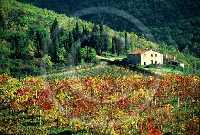 1993 - Landscapes of farm and vineyards on autumn, near Rocca delle Macie place, Chianti land, 13 miles north the province of Siena.