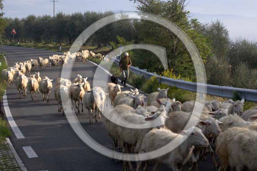 2005 - Sheep on th road of the Natural Reserve Park, Oasi WWF, of Roccalbegna village, Maremma land, 30 miles south est the province of Grosseto.