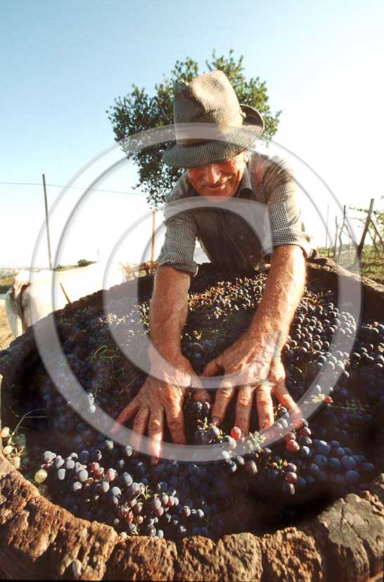 1986 - Farmer works to collect graps during the vintage in Chianti land.