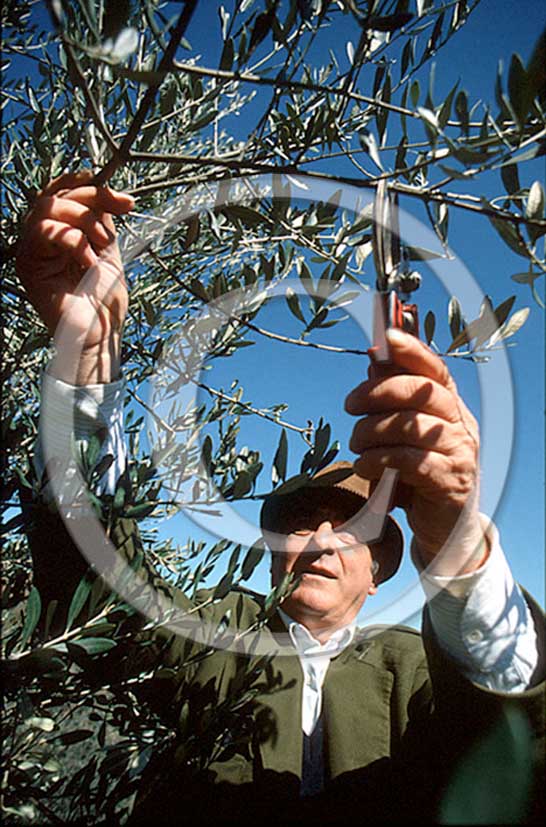 1988 - Farmer  works for oil harvest in Chianti land.