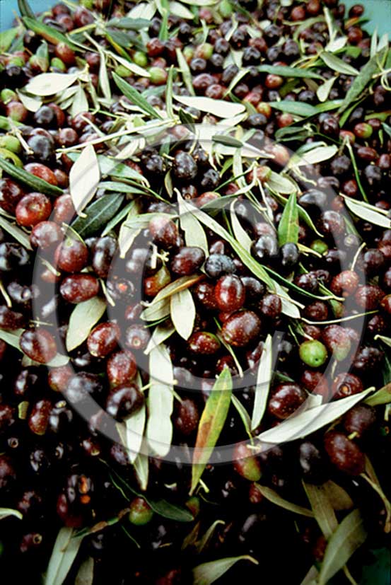 1988 - Close up of olives collect during oil harvest in Chianti land.