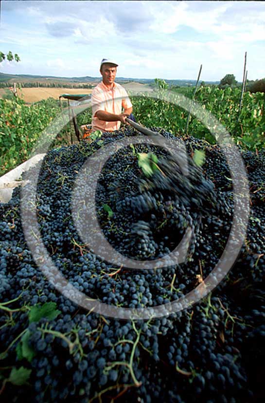 1999 - Farmer work to collect the red graps during the vintage in Chianti land.