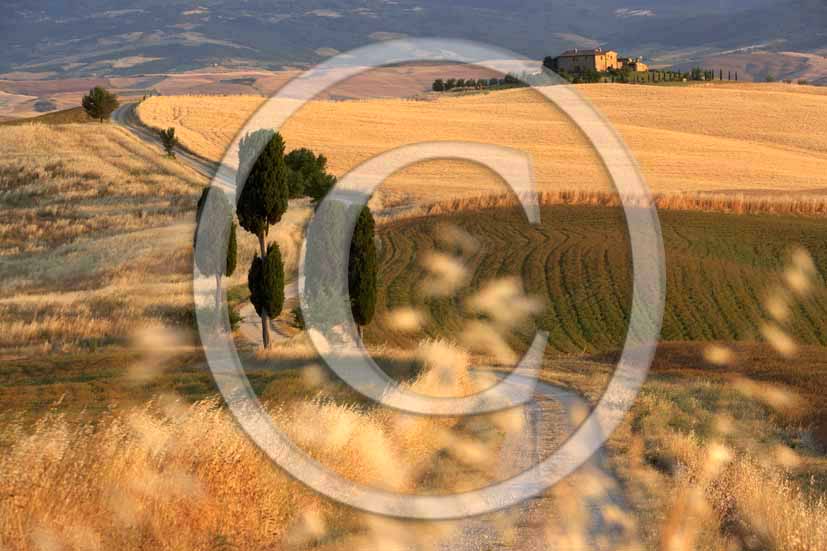 2006 - Landscapes of field of bead with cipress and farm in summer, Terrapile place, Orcia Valley, near Pienza village, 26 miles south the province of Siena.