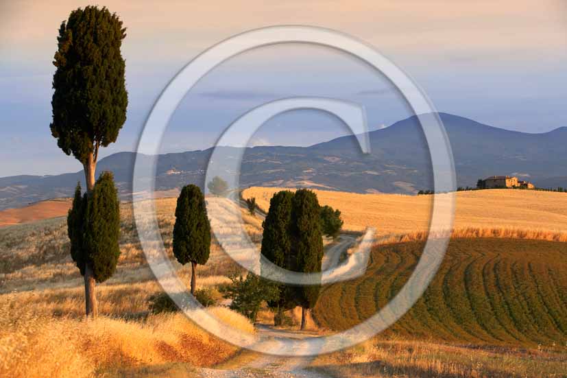 
<P align=center>2006 - Landscapes of field of bead with cipress and farm in summer, Terrapile place, Orcia Valley, near Pienza village, 26 miles south the province of Siena.</P>