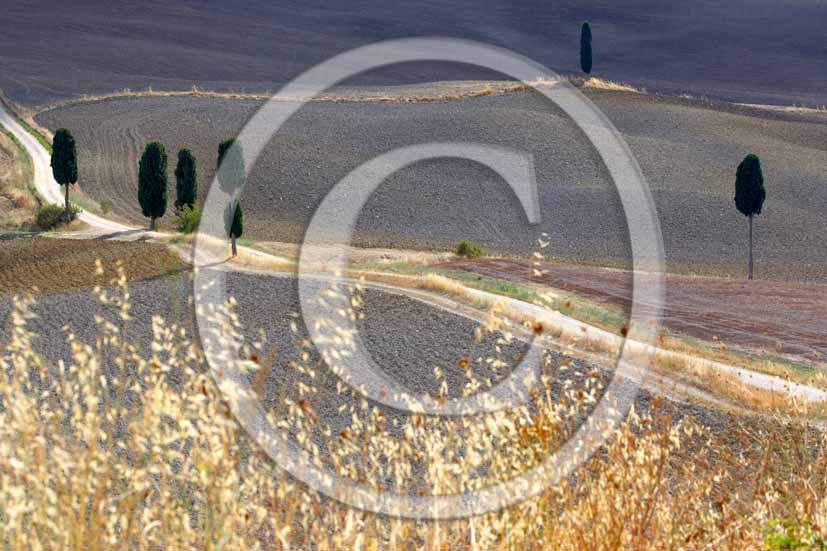 2006 - Landscapes of field of bead with cipress in summer, Terrapile place, Orcia Valley, near Pienza village, 26 miles south the province of Siena.